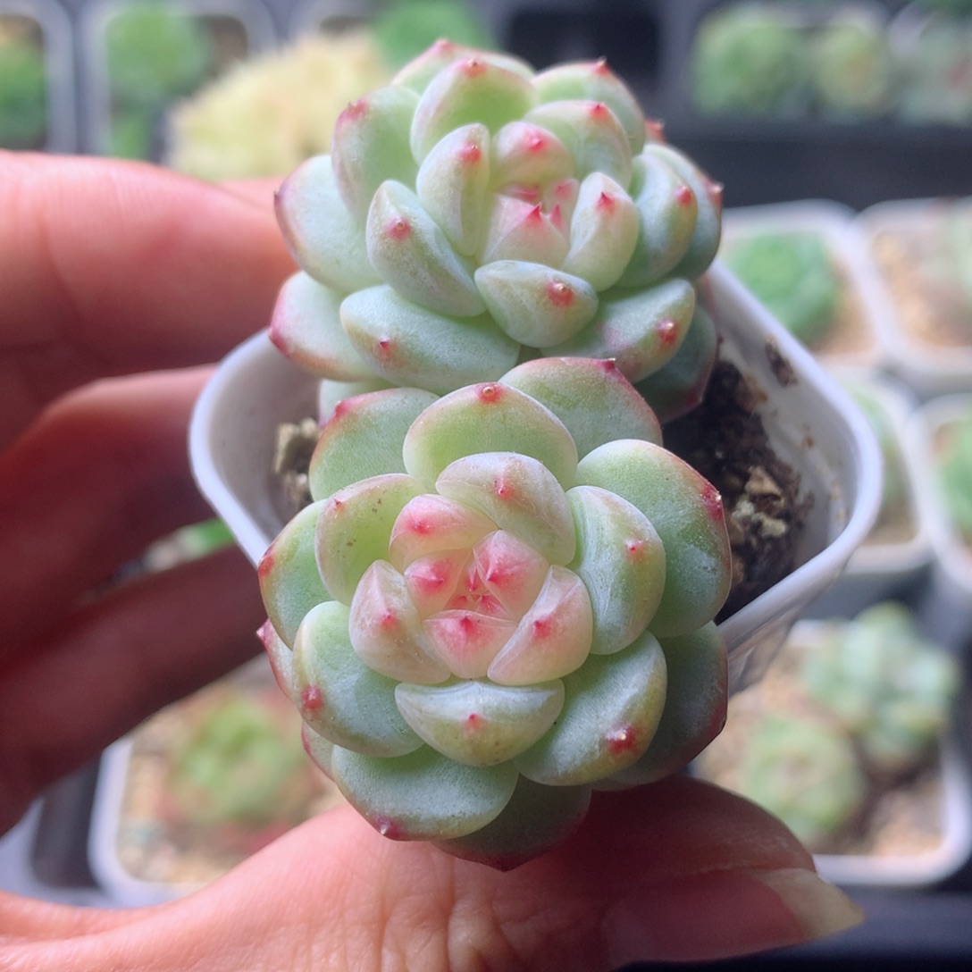 58包邮  群生不包整 118