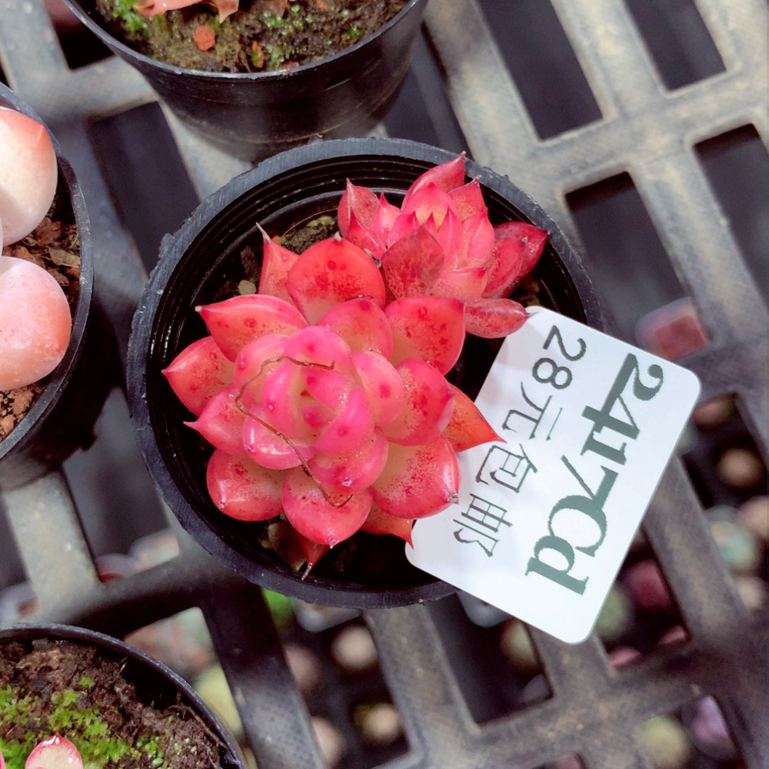 5厘米盆精控多肉2417