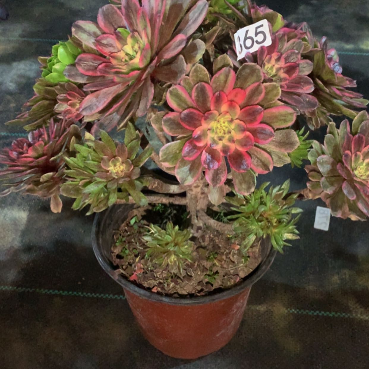 【闪购商品】365粉霞