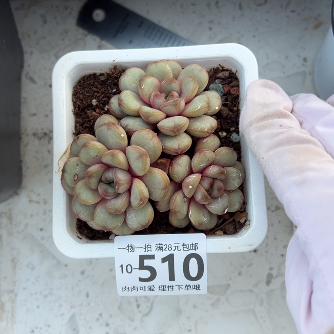 葡萄，多肉多肉多肉多肉