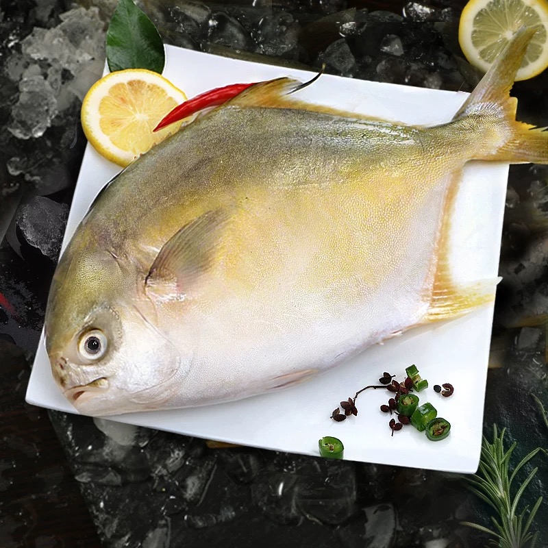 2条大金鲳+3条瓜子斑博贺渔港发货真空包装顺丰冷链包邮