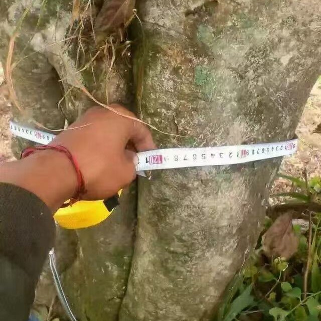 变异单株普洱茶生茶10号