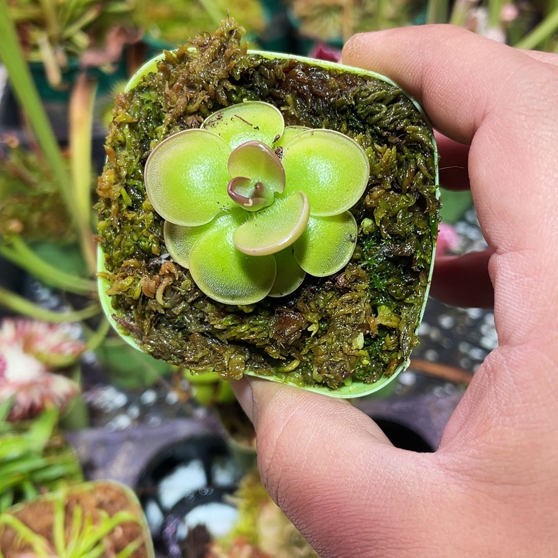 完全开放汉卡捕虫堇