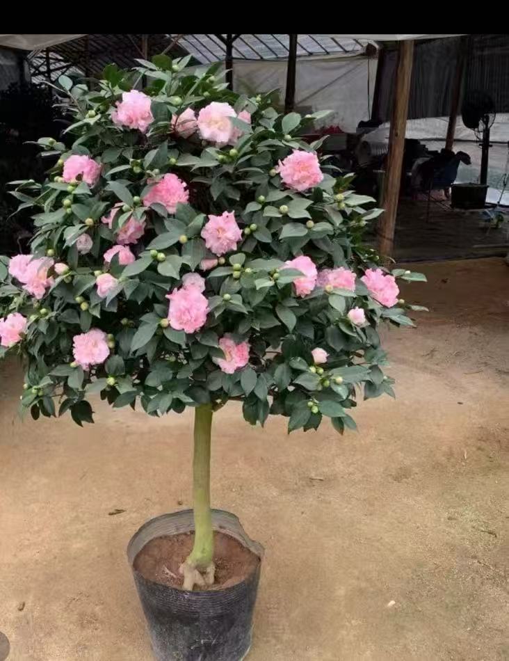 带花苞浓香型香妃茶花盆栽四季长青耐寒耐热适合室外庭院种植