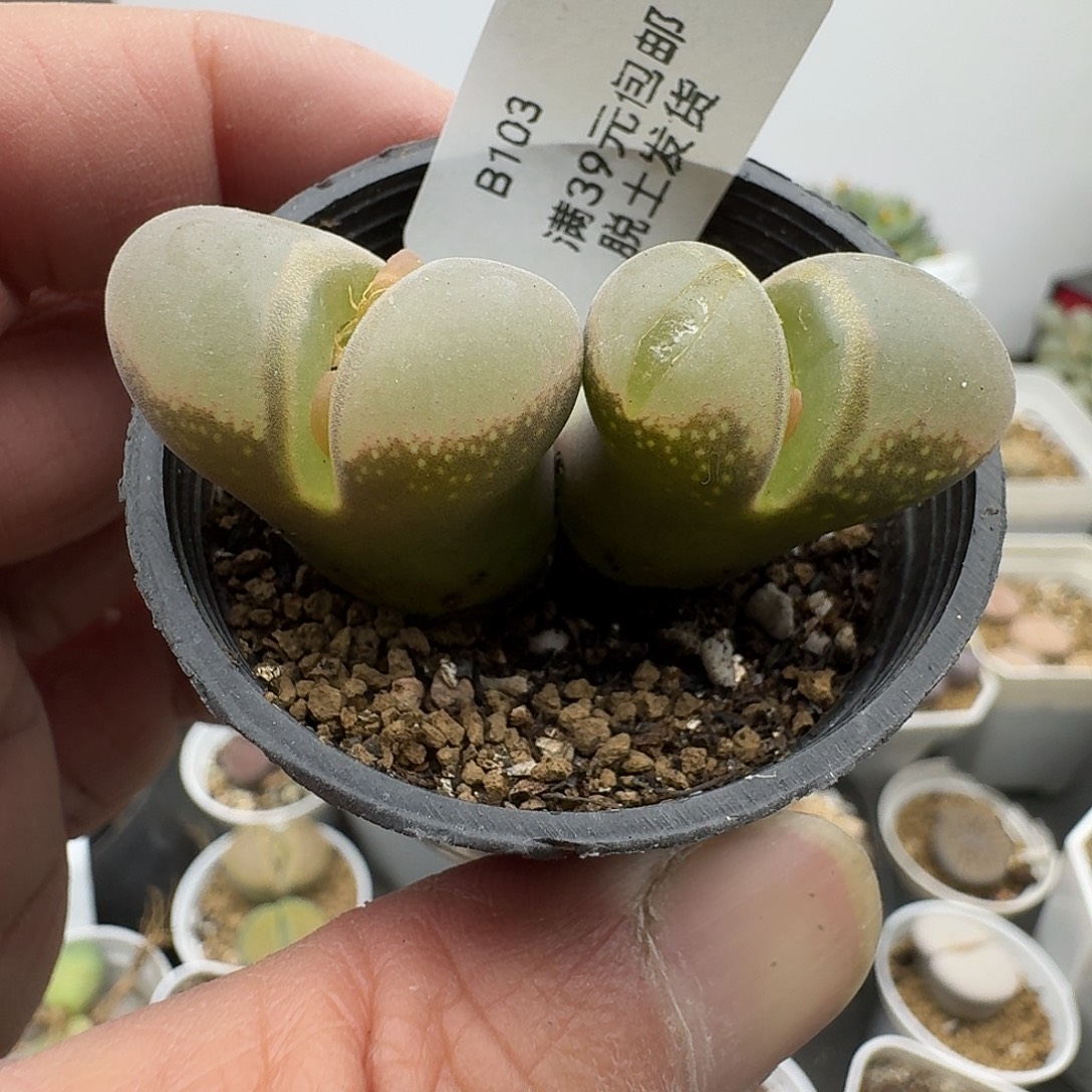 103多肉哈哈哈哈哈哈