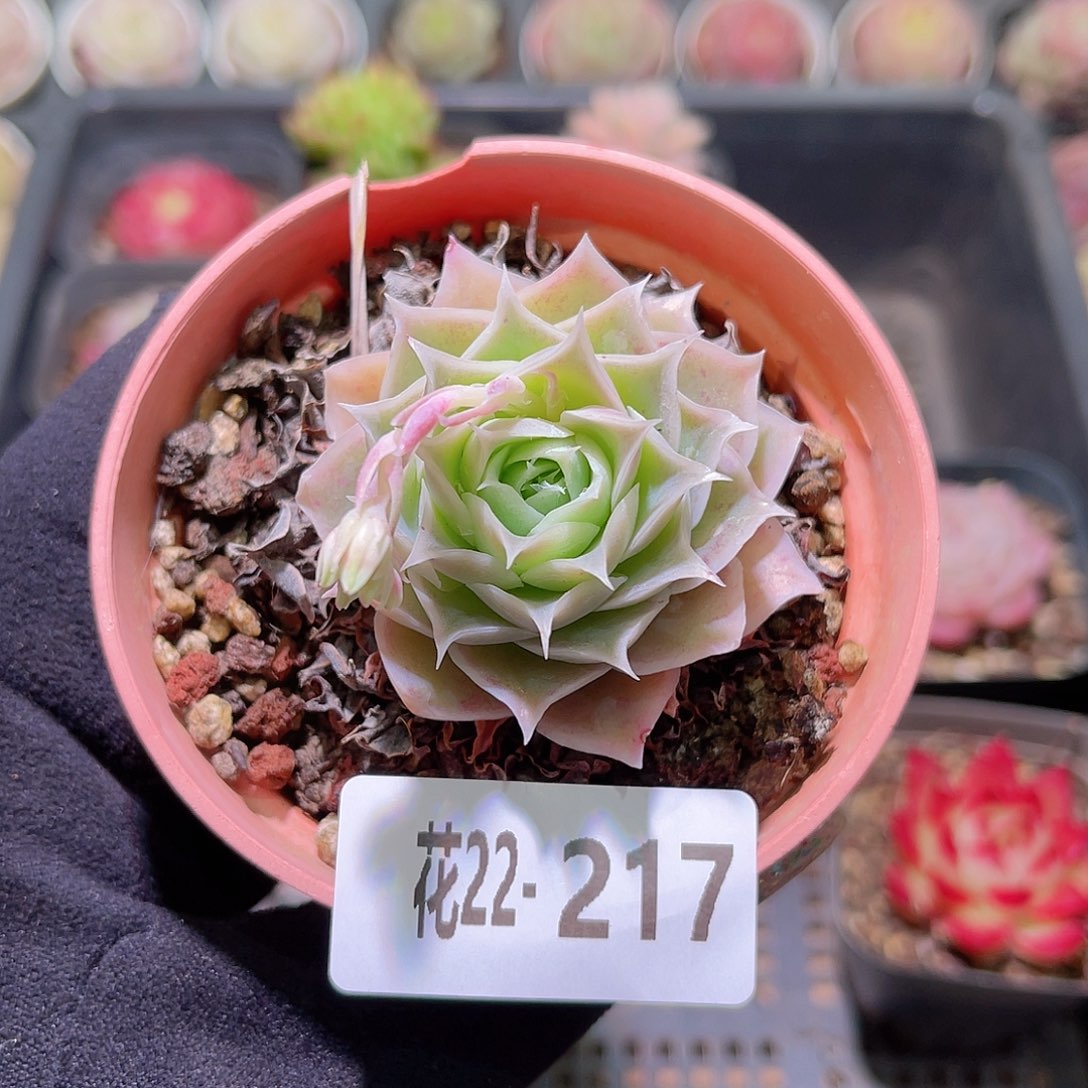 花利美22-217蓝丝绒