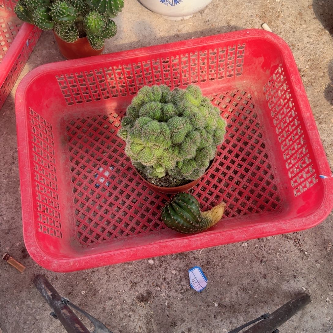 无花朵彩草头断了不售后