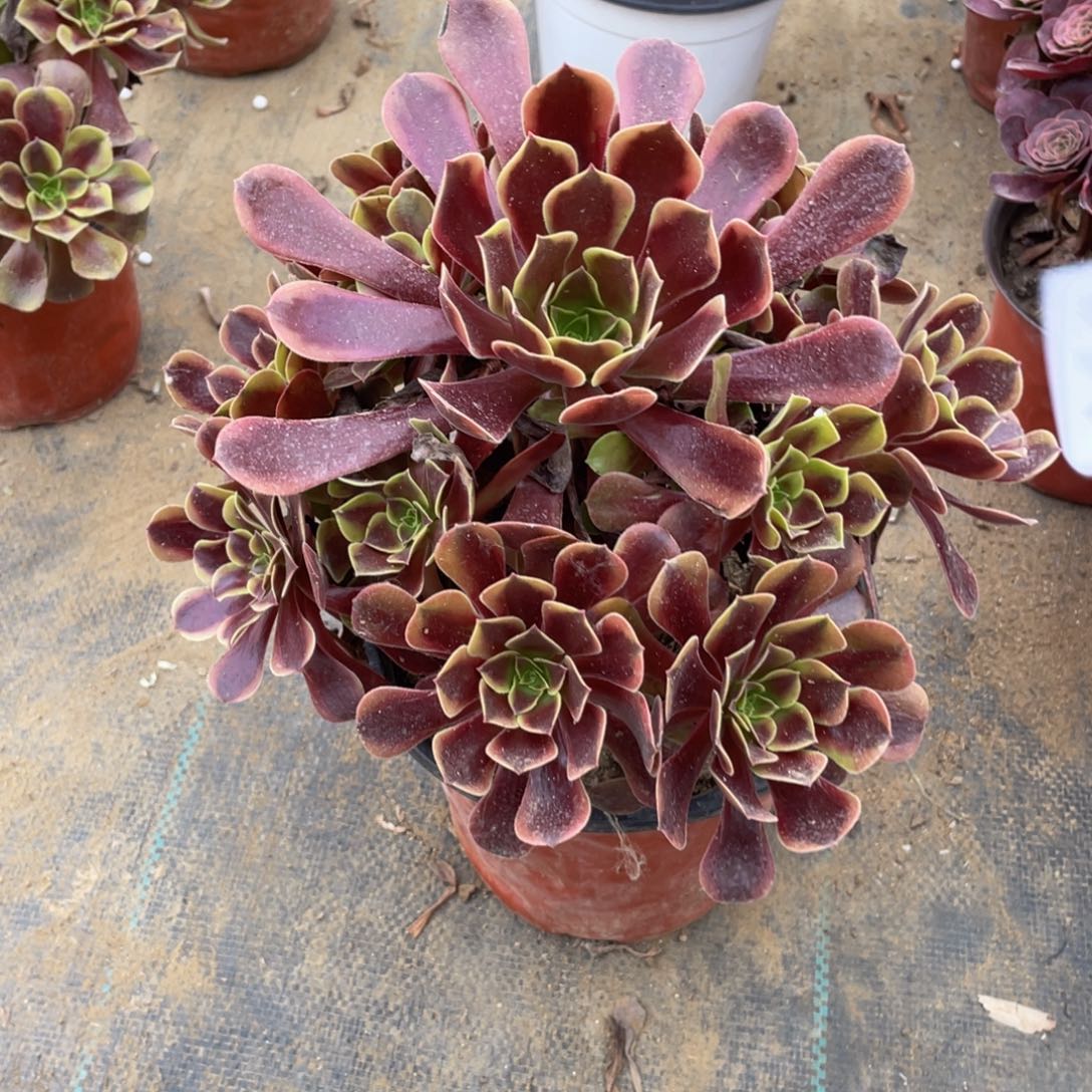 404欧嘉莉法师多肉断枝不包