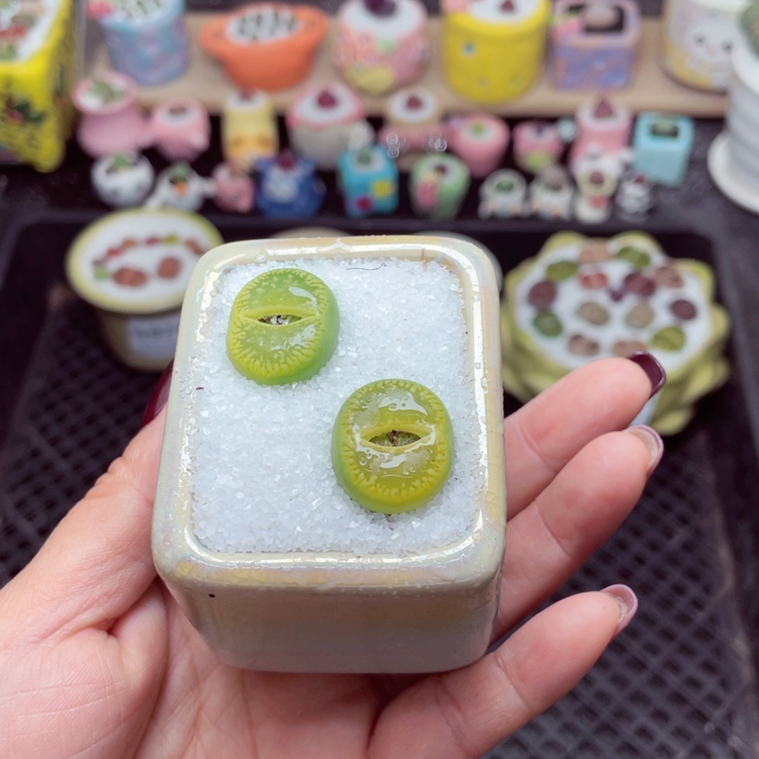 w9715 带盆土发货-零下地区拍保温箱