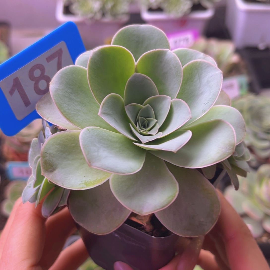 清风晚玫瑰群187