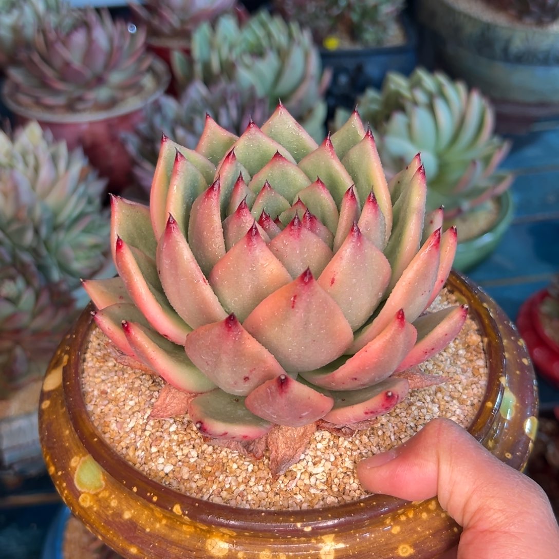 多肉一物一拍0220-锦