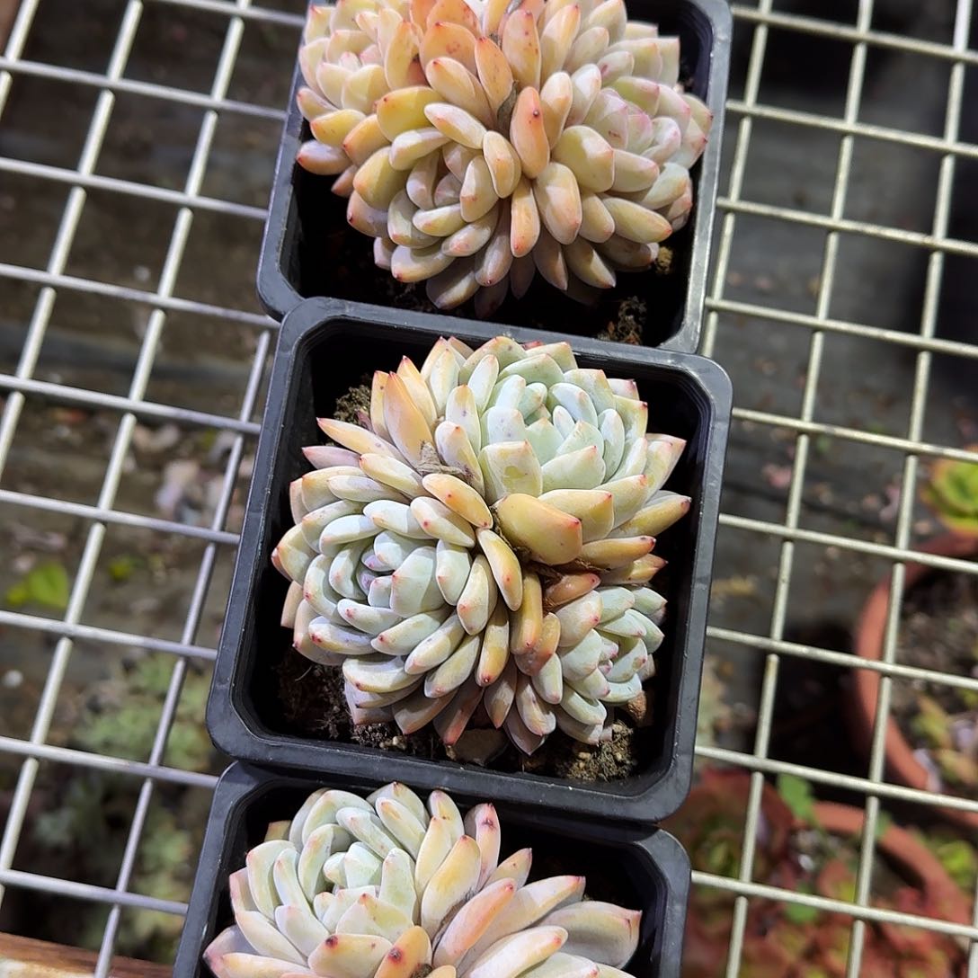 韩城群生多肉汁英语