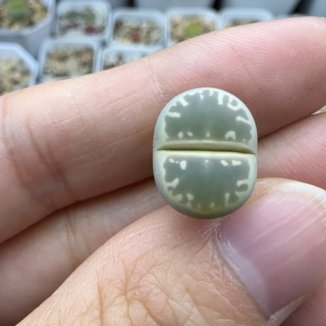 432橄榄清框福利30包邮