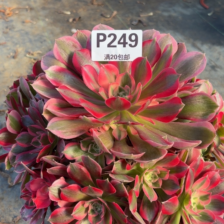 瑞妈多肉多肉，249