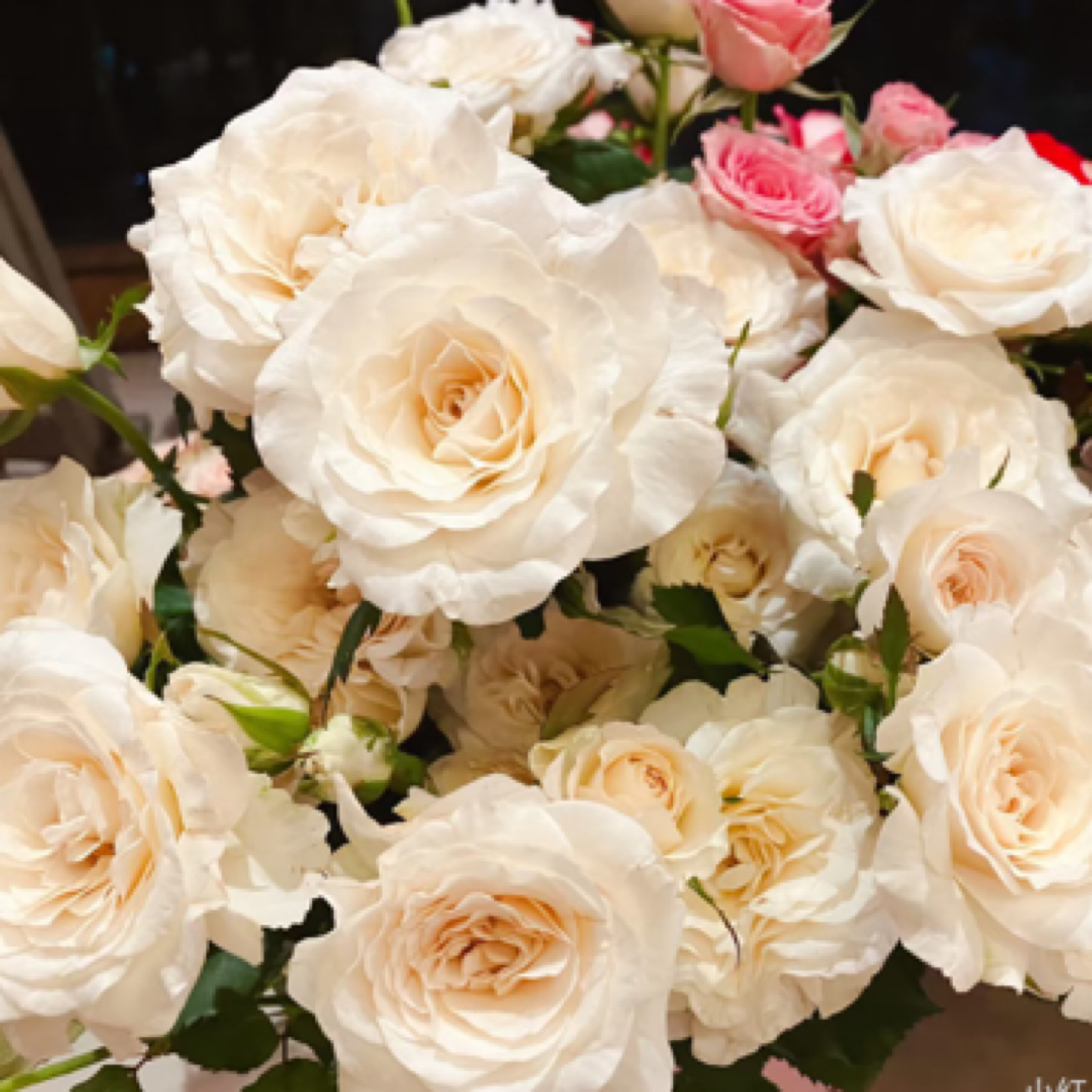 香云纱月季根接苗一加仑 浓香多季节开花 超出纸箱高度修剪 