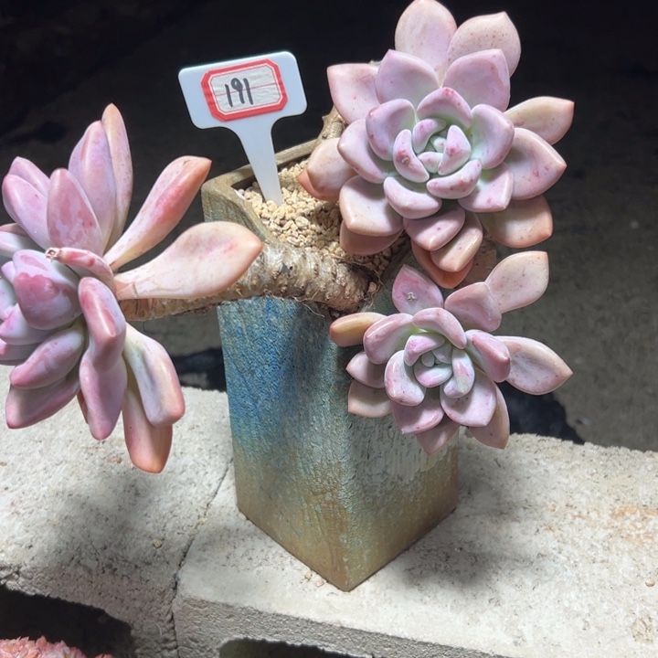 镜***子191造型奥普一物一拍25.8