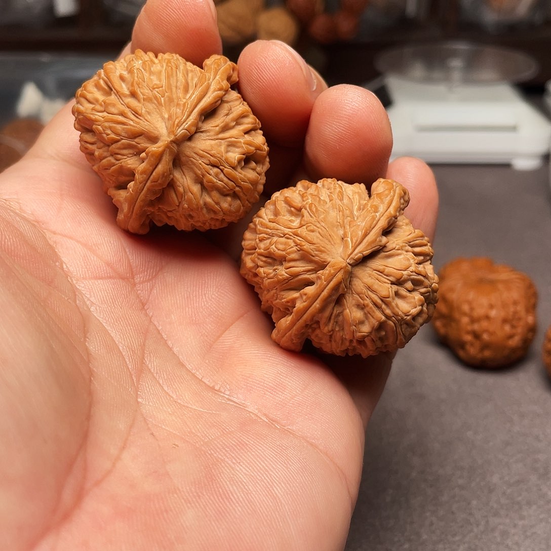 文玩核桃把件白狮子