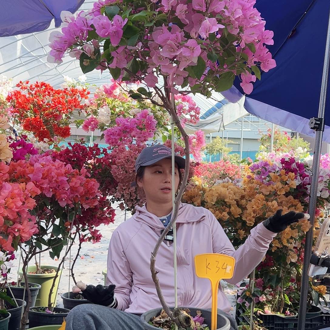 平***月大部分花苞少量开放K34广红樱