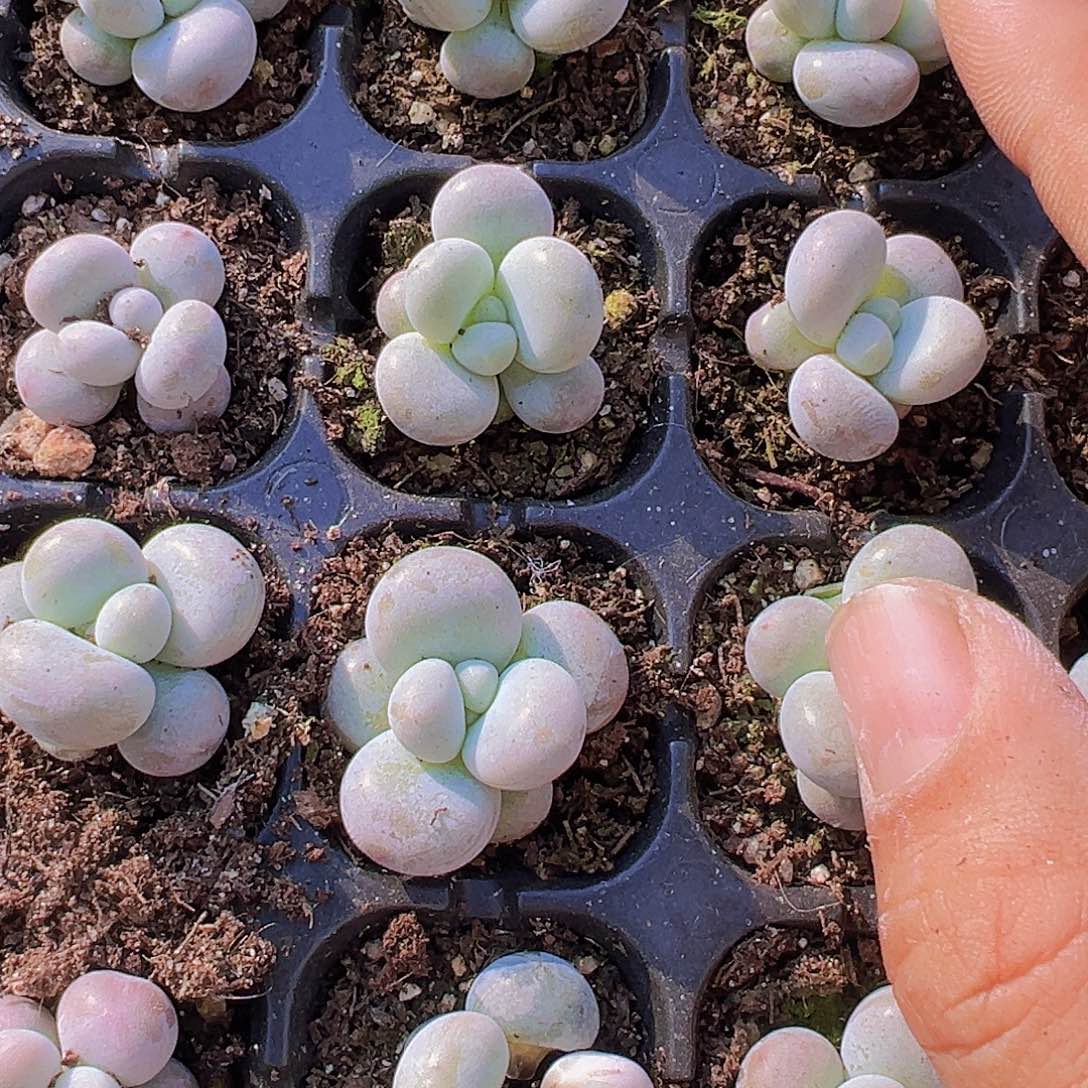 橙雪球3颗苗多肉植物