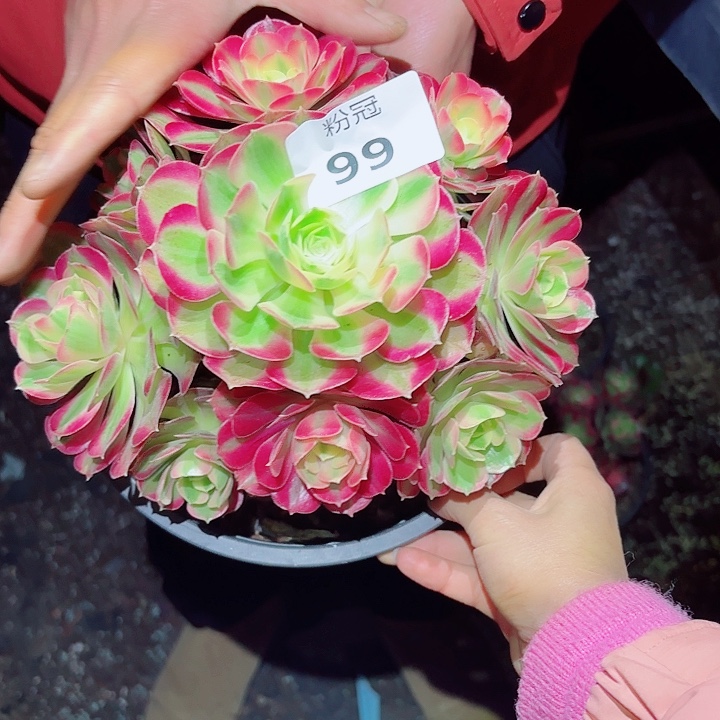 99 粉冠园艺法师锦