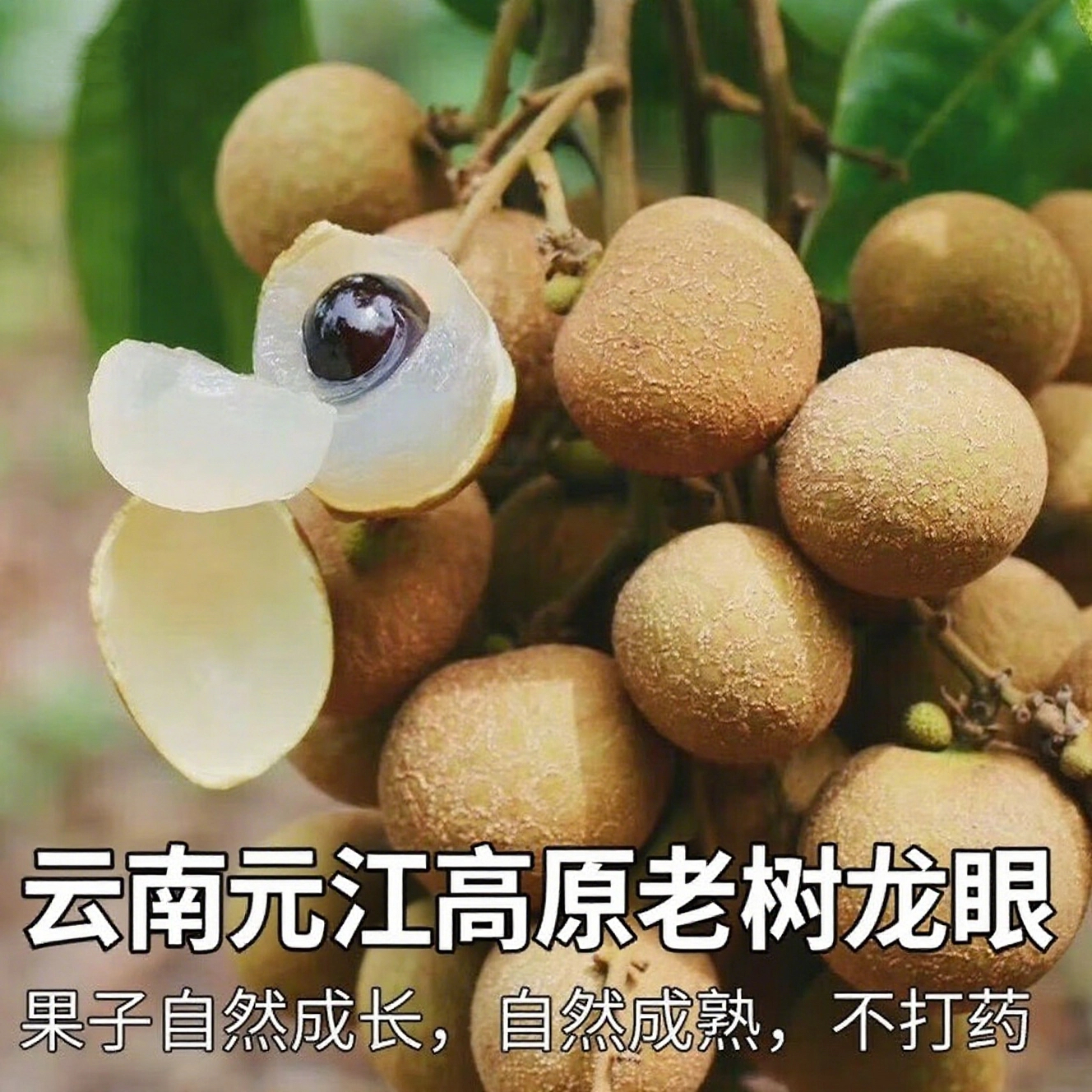 云南元江高原老树龙眼产地直发新鲜现摘现发清甜多汁肉厚饱满YZDG