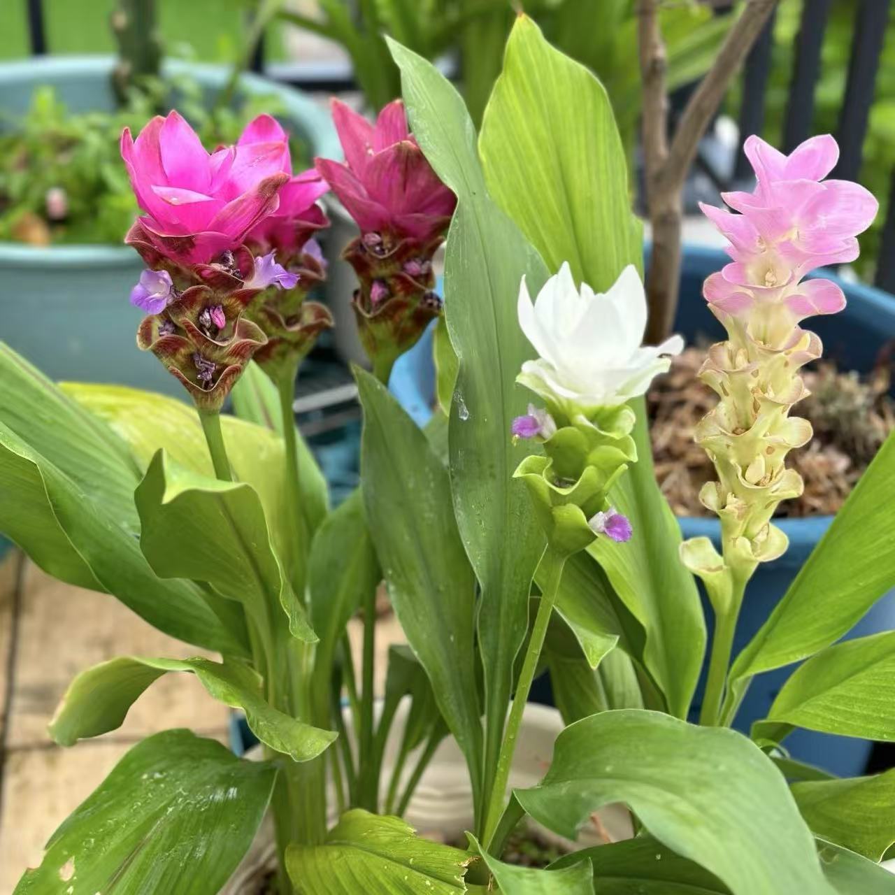 混色姜荷花盆栽庭院阳台多年生植物喜光照易养护
