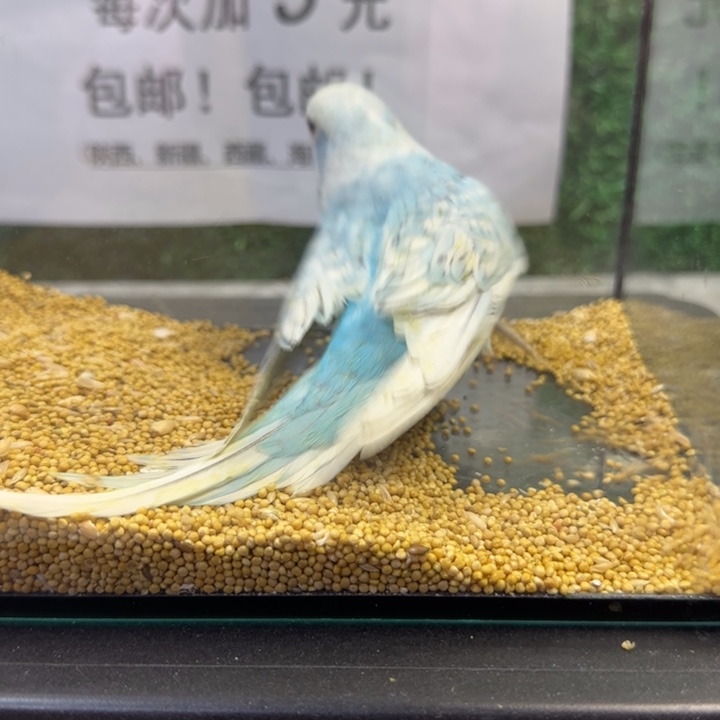 虎皮鹦鹉大头虎皮鹦鹉