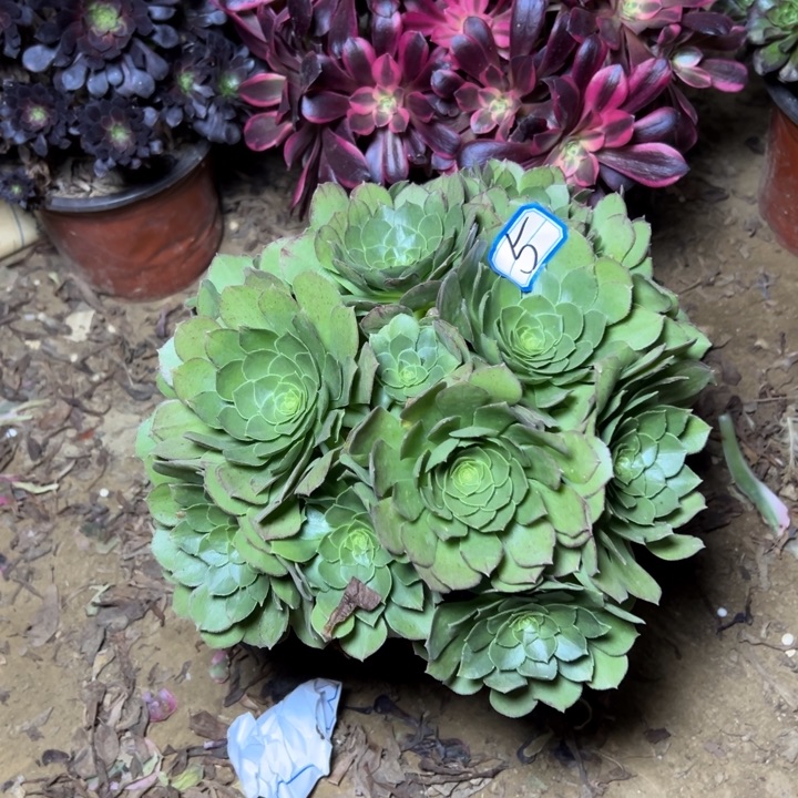 多肉植物有砍朵朵5