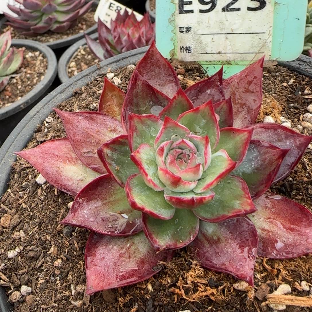 惊鸿一物一拍包装收缩花旱923