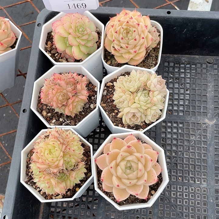 薇薇安园艺多肉1469