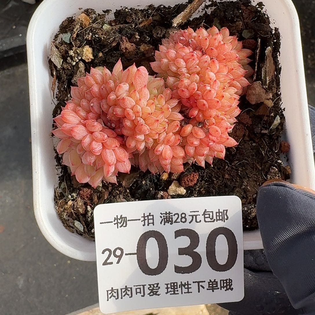 白胖子缀化无盆无发货无盆土发货无