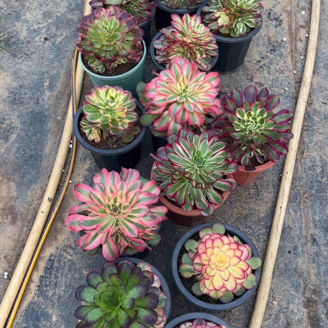 j***^江苏花友的专拍链接