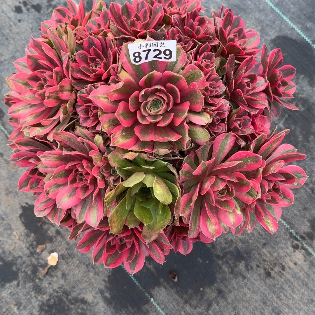 女妖多肉植物8729