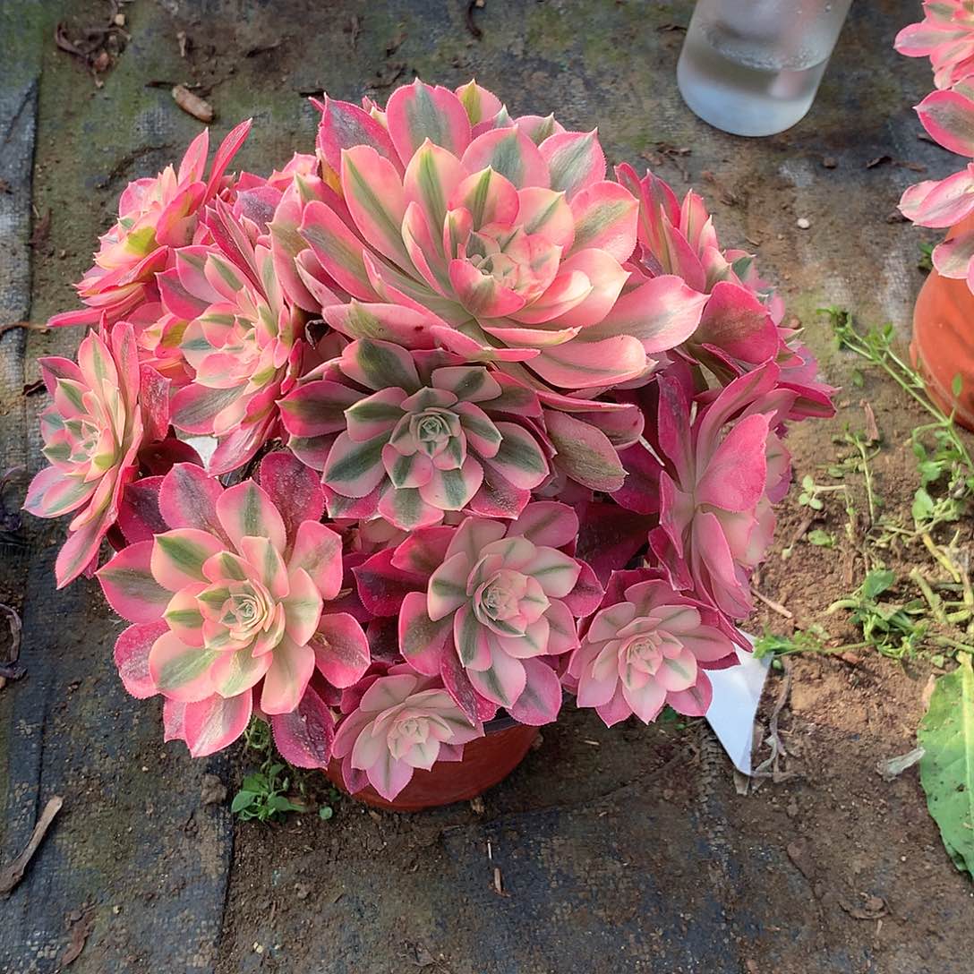 多肉多肉多肉多肉103