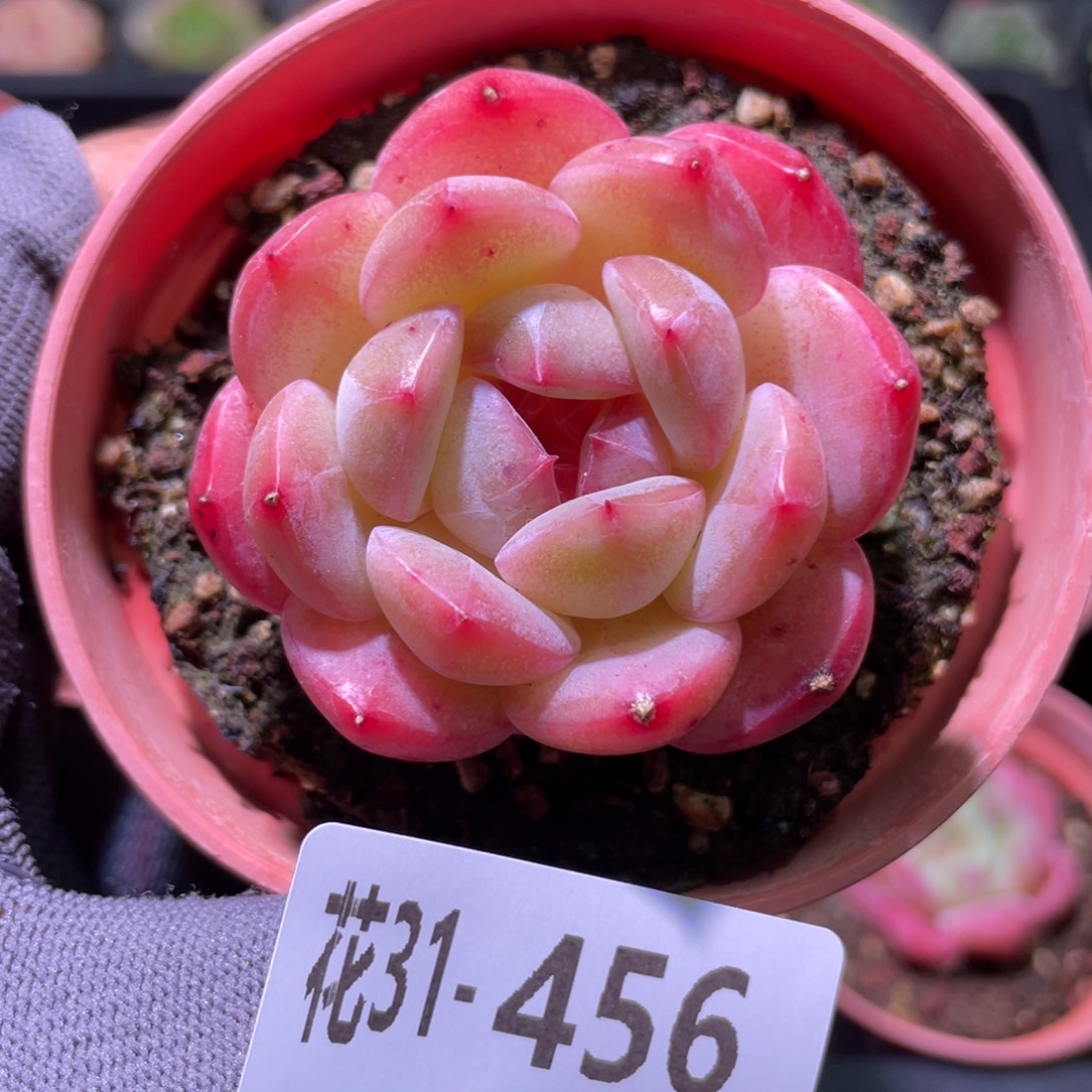 花利美31-456糖心新品