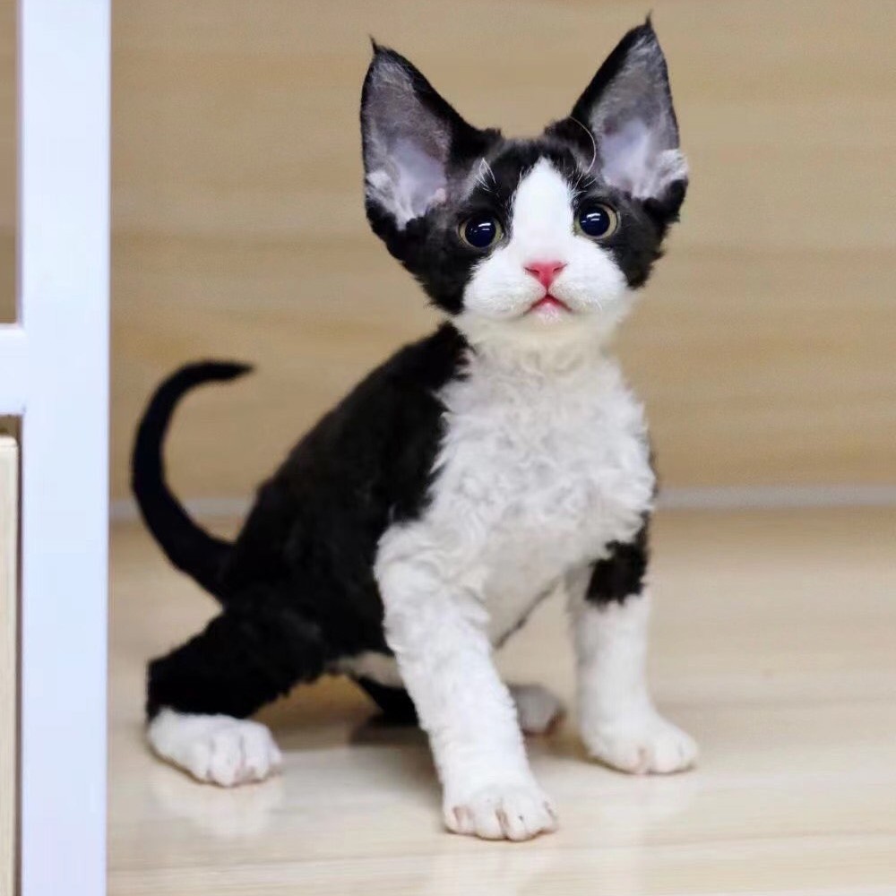 （吉咪家德文卷毛猫）猫咪活体