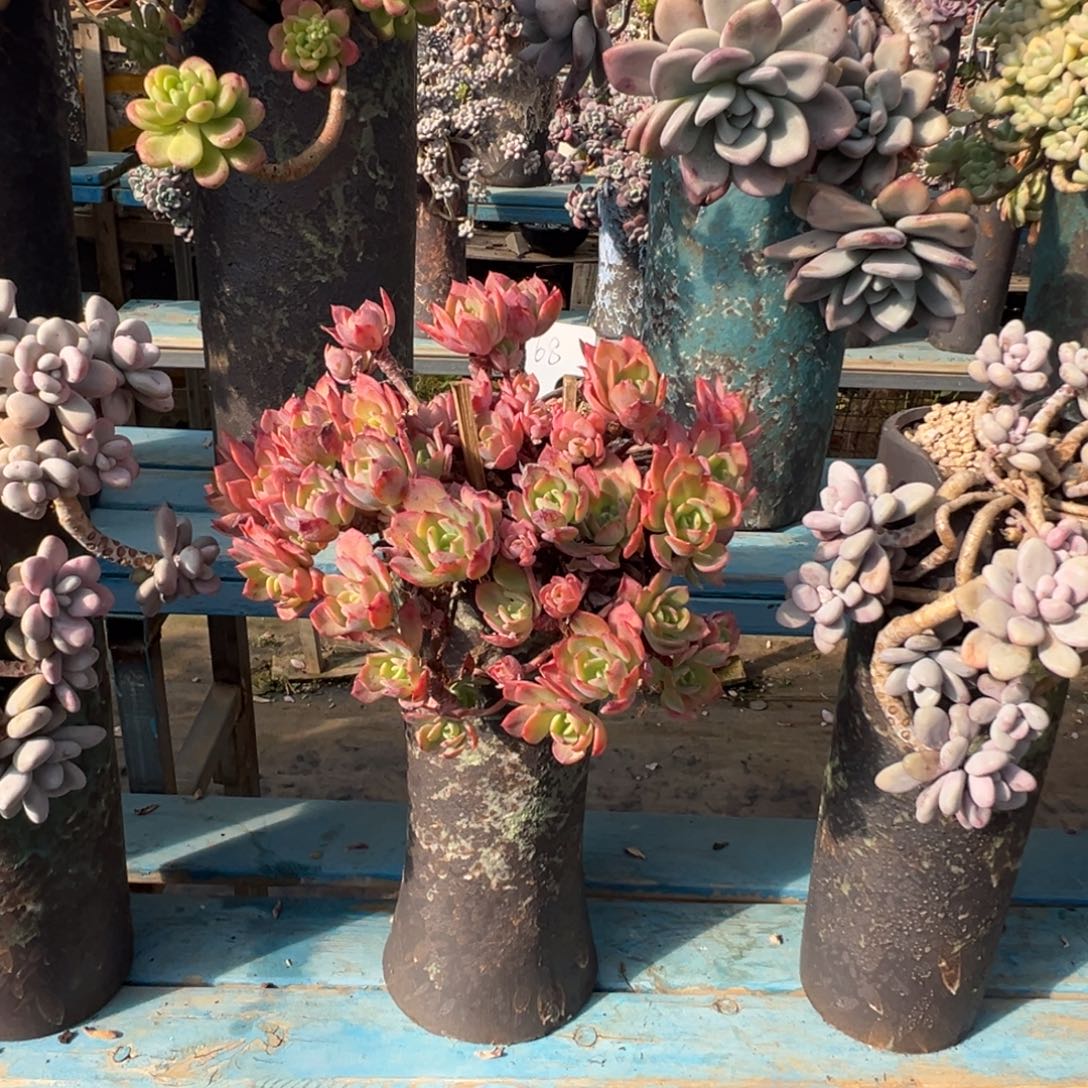 精品芬达妖桩造型 裸肉