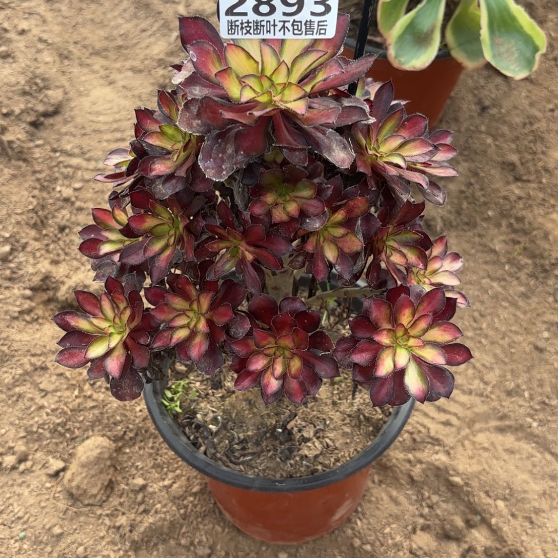 X. 2893魅力多肉，aaeee