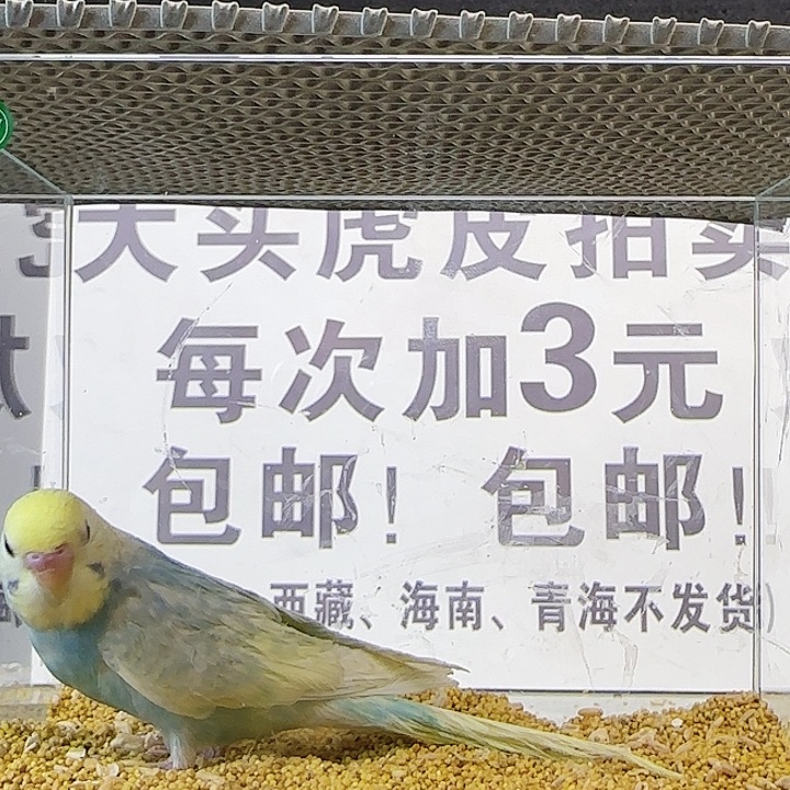 虎皮鹦鹉金彩金彩