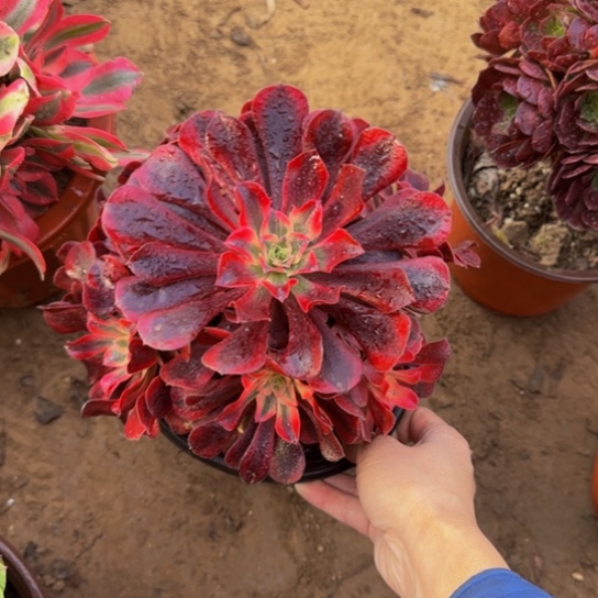 美杜莎9.9多肉植物