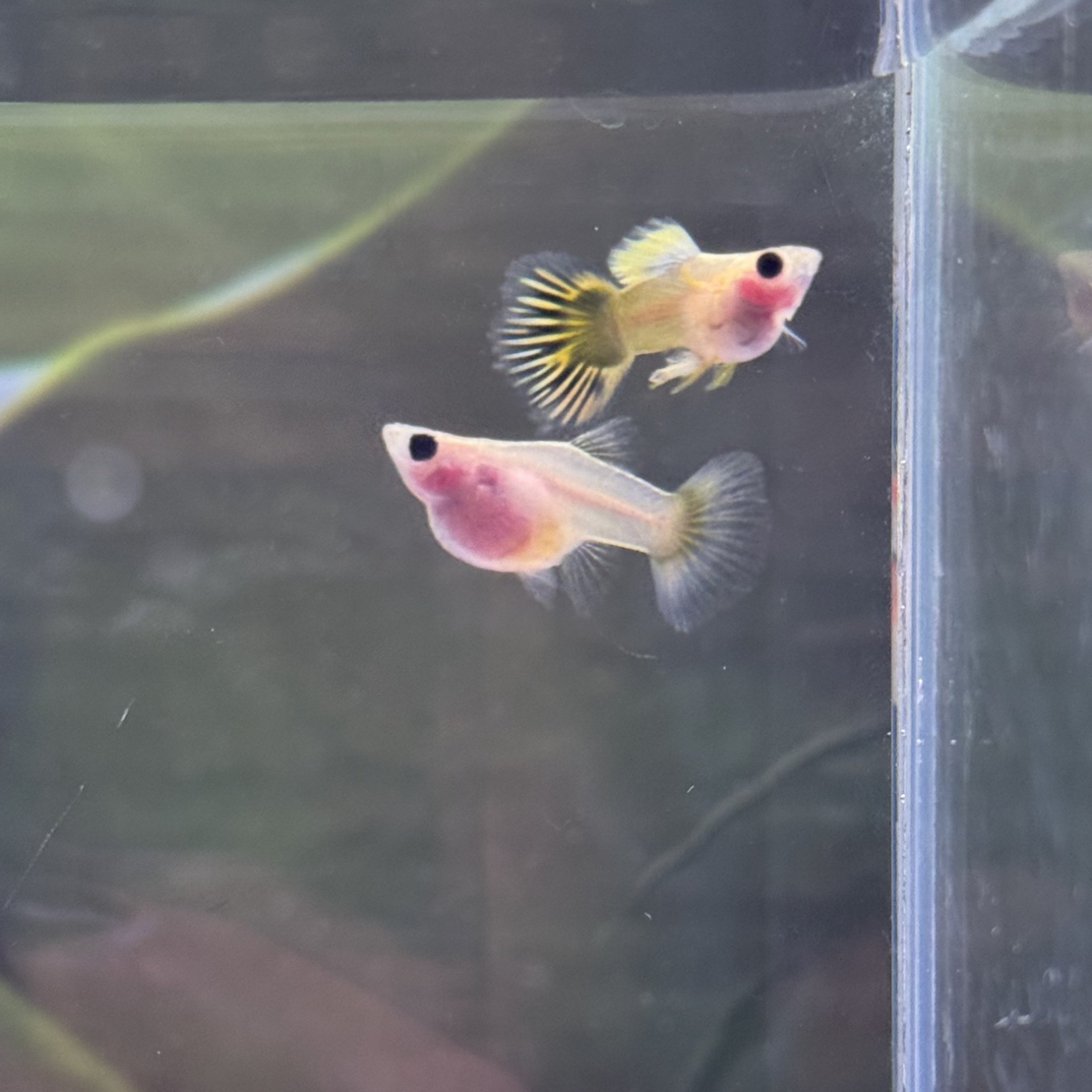 【直播间链接】孔雀鱼小型热带观赏鱼好养耐活可繁殖新手孔雀鱼