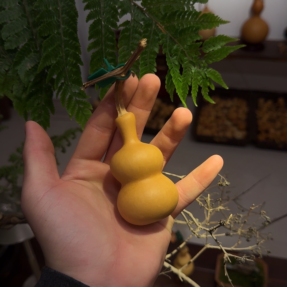 耿***灬舎得出品精选葫芦SHEDE