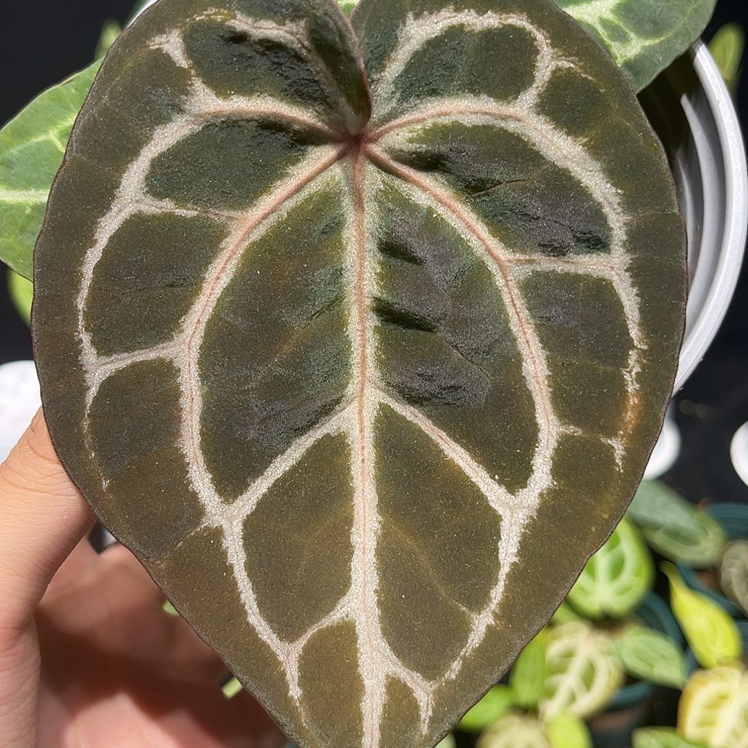 不开花植物米歇尔自交