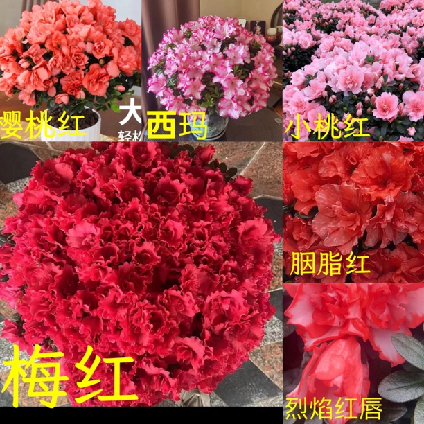【一物一拍】比利时杜鹃梅红西玛樱桃红盆栽四季开花盆景室内外庭院