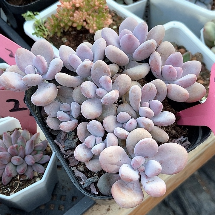 多肉植物桃蛋140