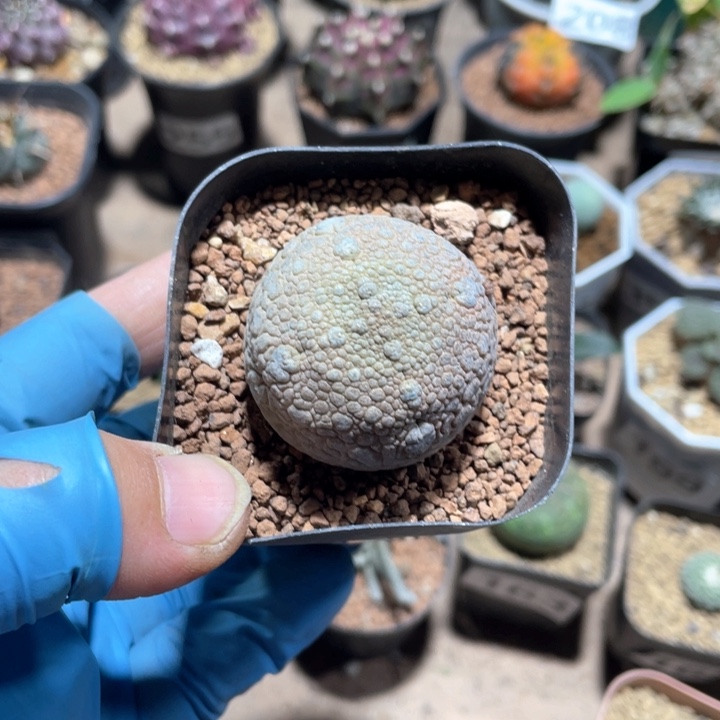 ～***～369大凝提玉仙人球