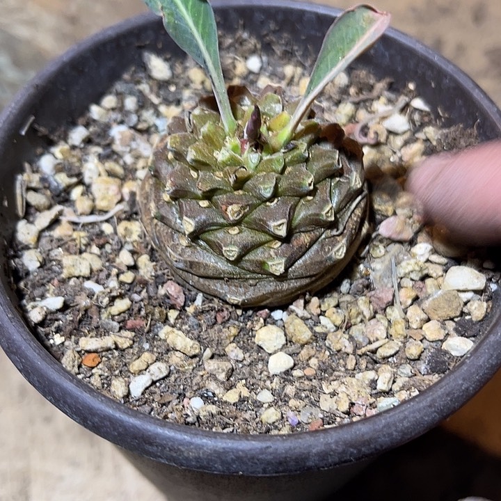 满38包邮2天凑单，脱土晾根发货多肉植物