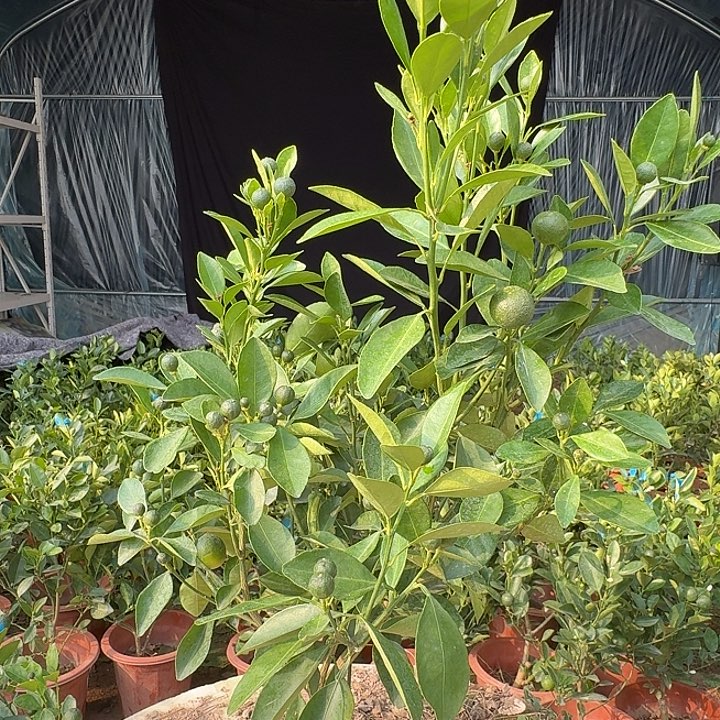 无花朵四季桔一物一拍26米