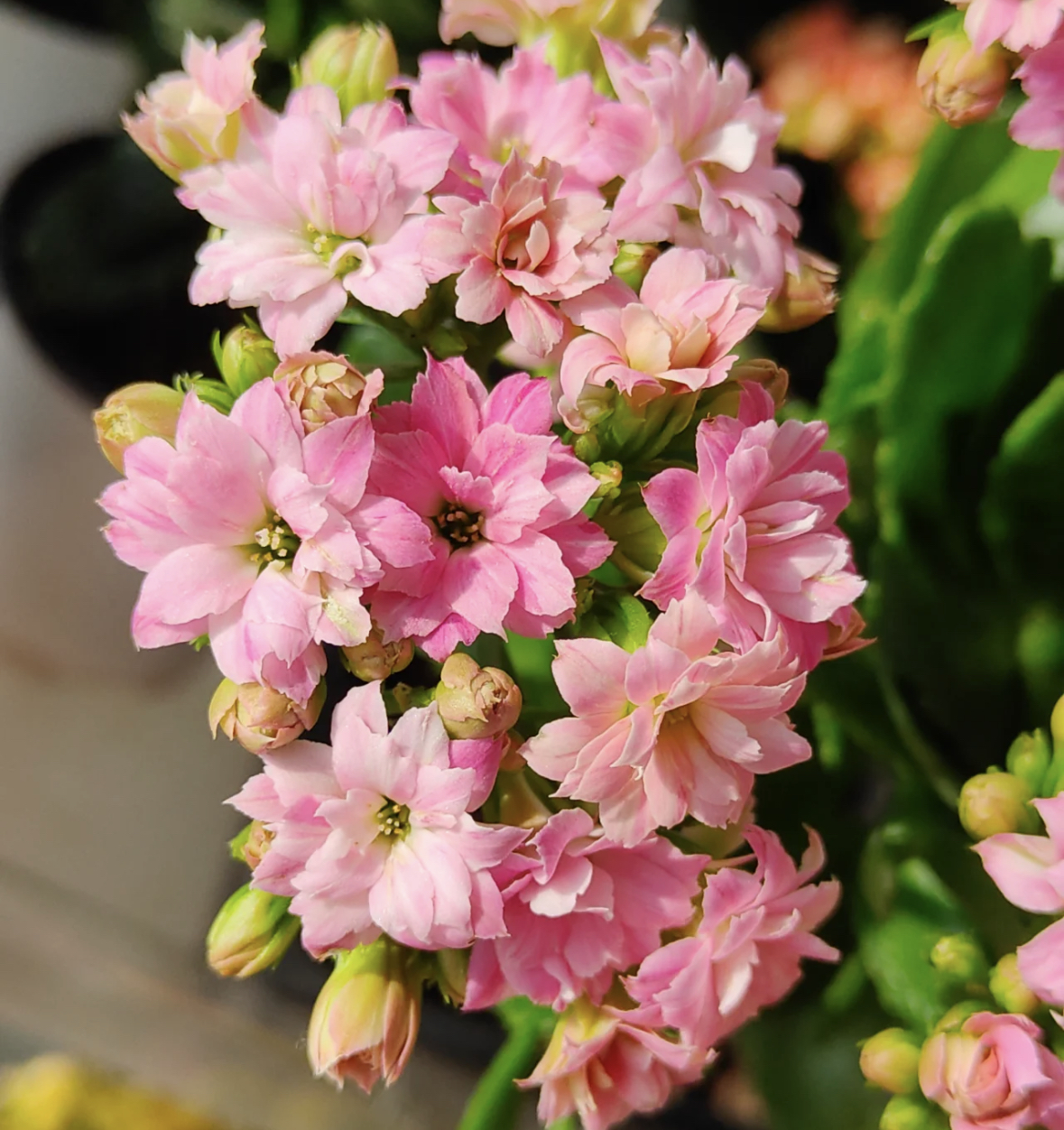 【兰朵】130杯重瓣长寿花