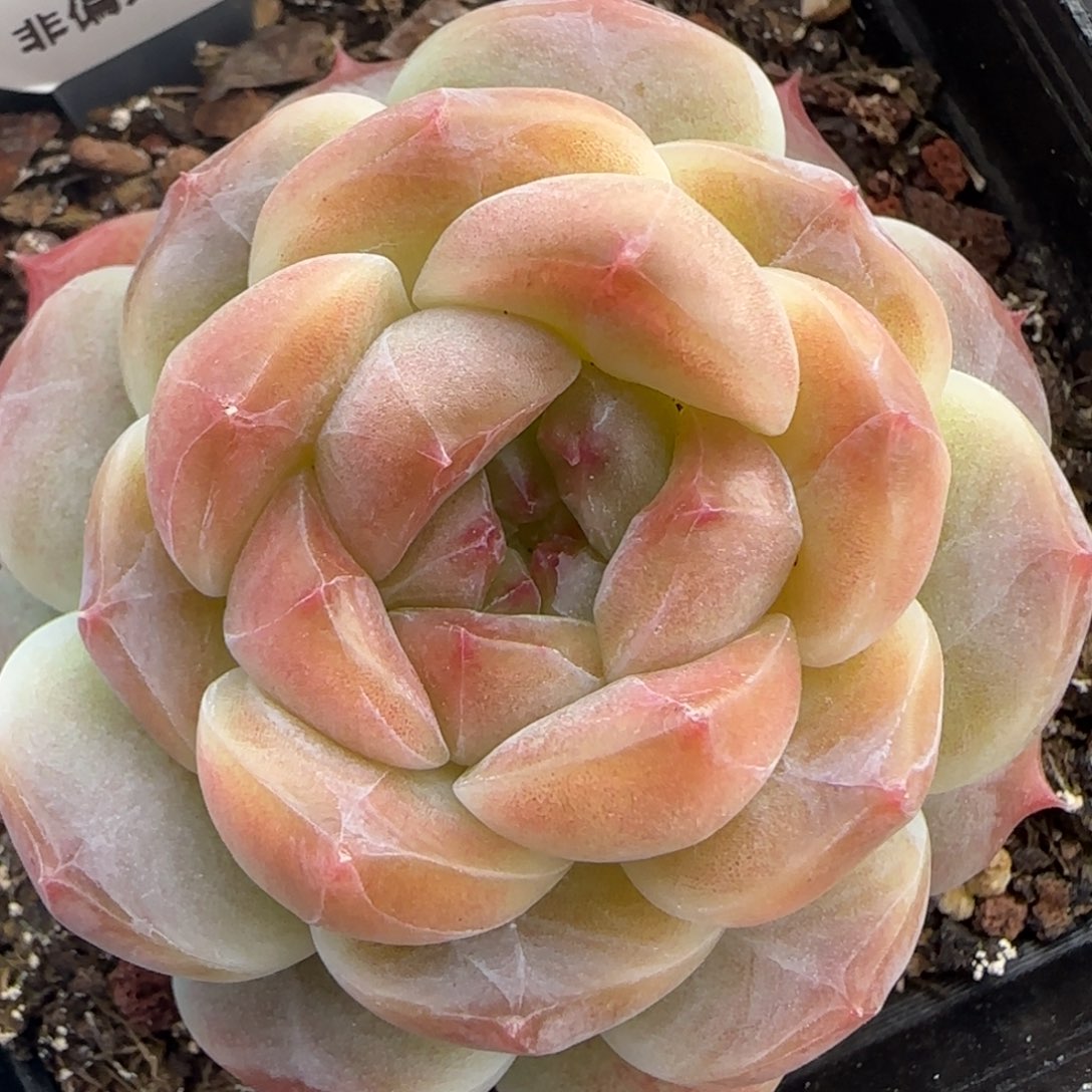 145东篱下多肉植物盆栽